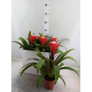 Guzmania  'Hope'