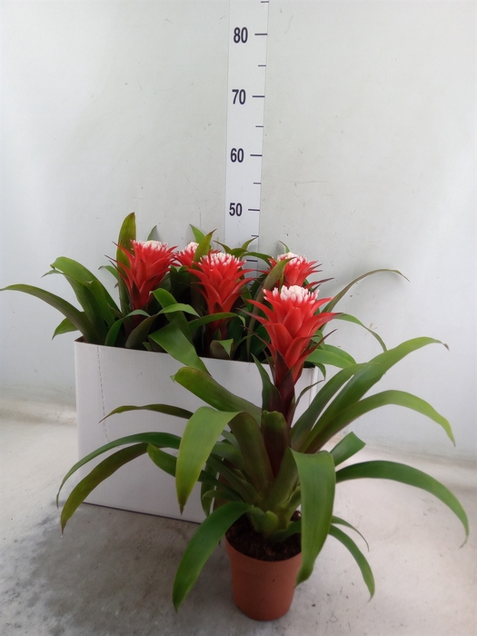 <h4>Guzmania  'Hope'</h4>