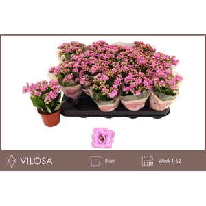KAL GE ZETA LILAC