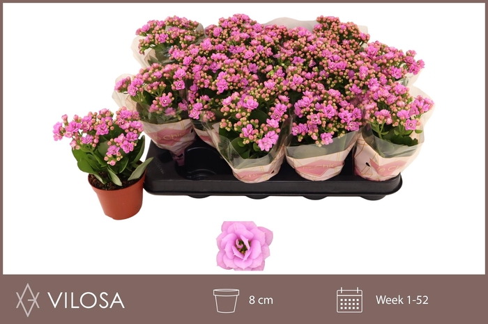 <h4>KAL GE ZETA LILAC</h4>