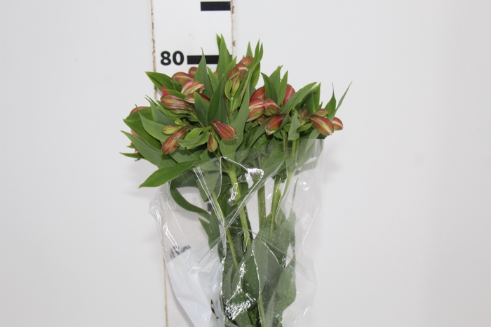 <h4>ALSTROEMERIA MILOS 080 CM</h4>