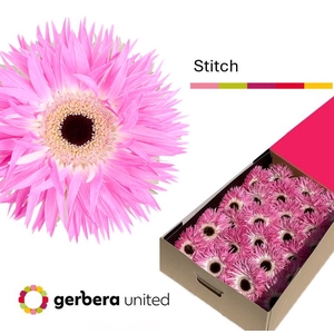 Gerbera Spider Stitch Doos