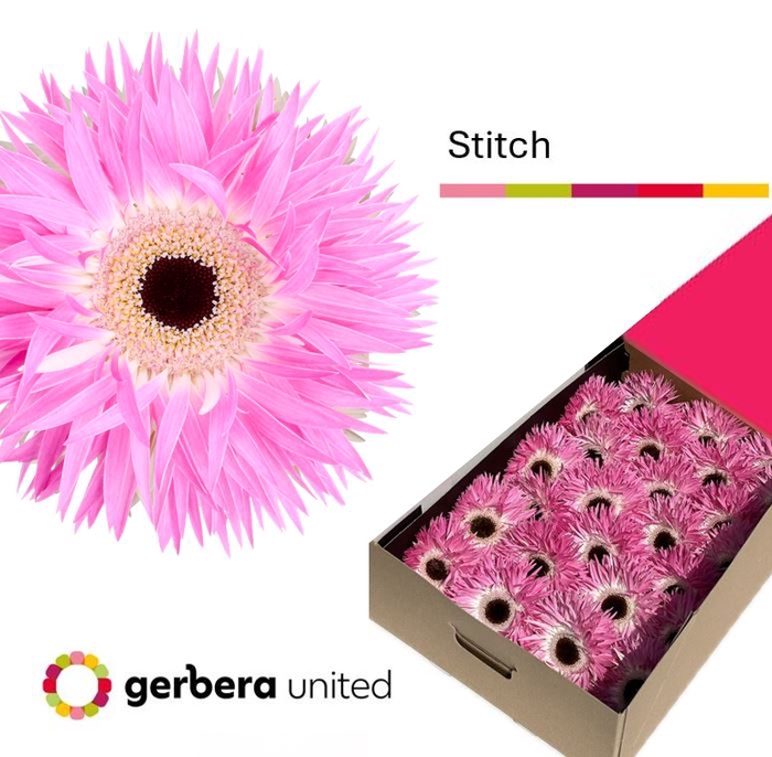 <h4>Gerbera Spider Stitch Doos</h4>