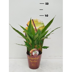 Tuinkruiden   ...mix