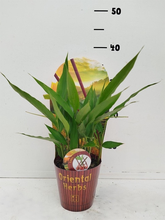 <h4>Tuinkruiden   ...mix</h4>