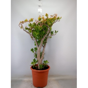 Crassula ovata 'Sunset'