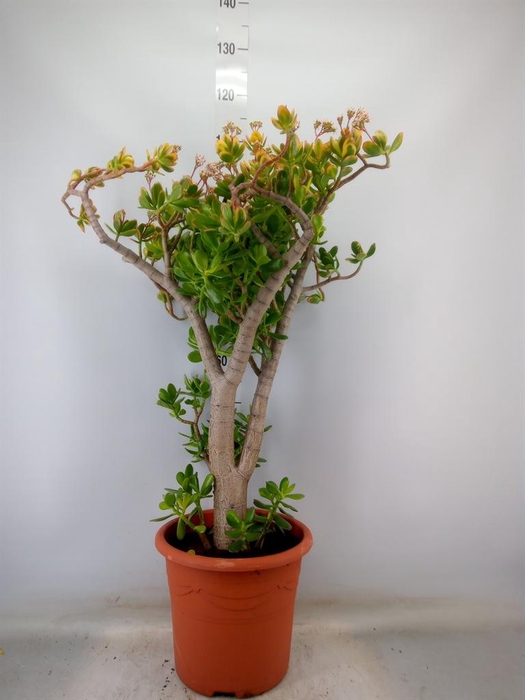 <h4>Crassula ovata 'Sunset'</h4>