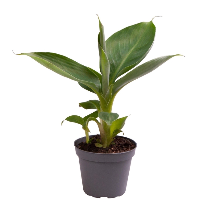 <h4>MUSA ACU CHEEKA</h4>