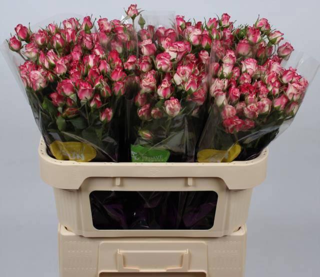 <h4>R TR REFLEX</h4>