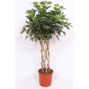 Schefflera arboricola 'Compacta'