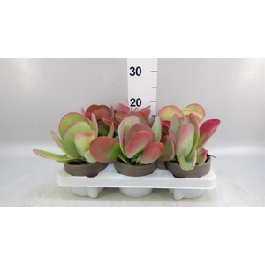 Kalanchoe NF thyrsiflora