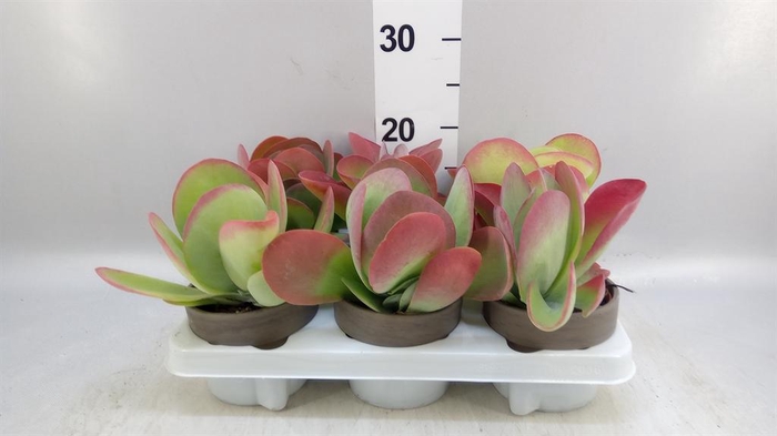 <h4>Kalanchoe NF thyrsiflora</h4>