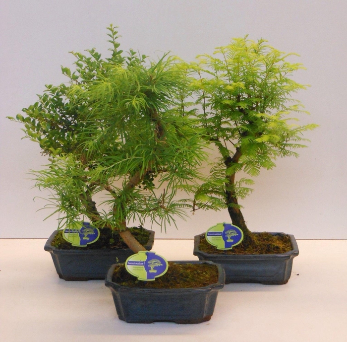 <h4>Bonsai mix outdoor, 24cm., shape, without drip tray - Partly without leaves in winter</h4>