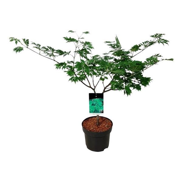 <h4>Acer japonicum 'Aconitifolium'</h4>