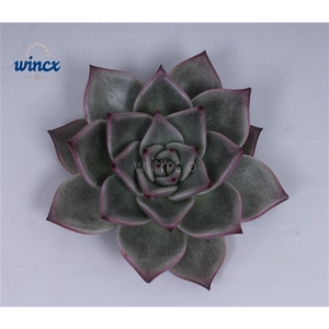 Echeveria Sirius Cutflower