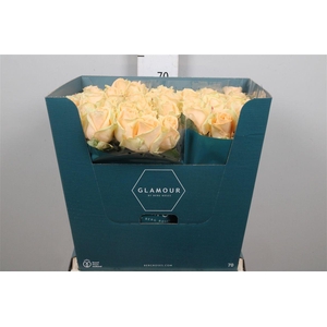 R Gr Avalanche Peach