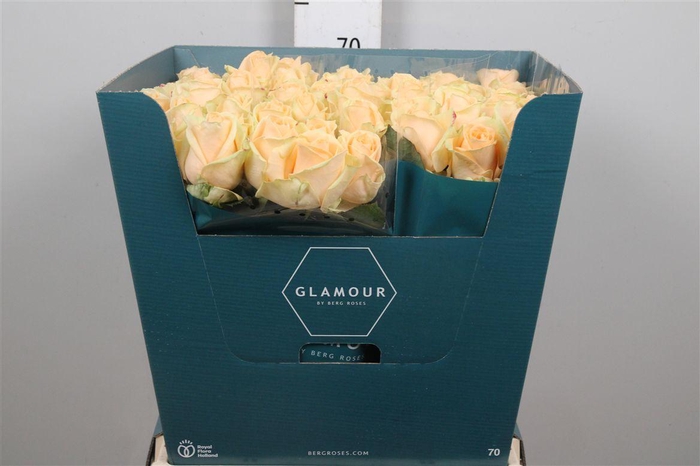 <h4>R Gr Avalanche Peach</h4>