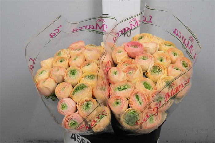 <h4>Ran Cl Su Tuareg Ex</h4>