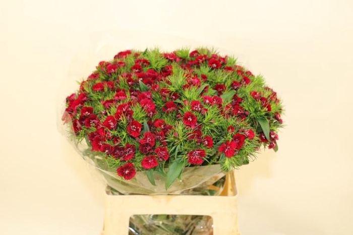 <h4>DI BARB BARON BRE</h4>