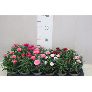 Dianthus Gemengd