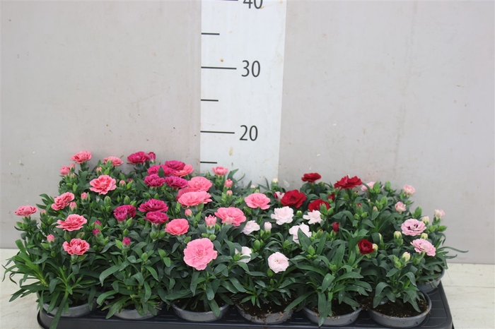 <h4>Dianthus Gemengd</h4>