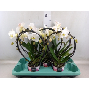 Phalaenopsis   ...white