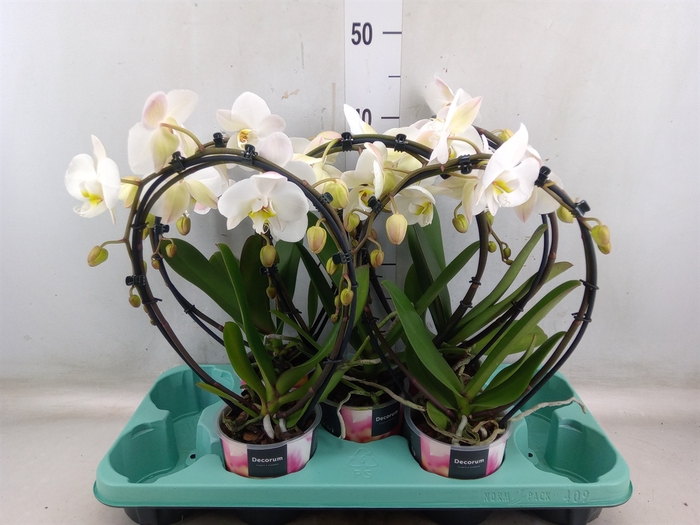 <h4>Phalaenopsis   ...white</h4>