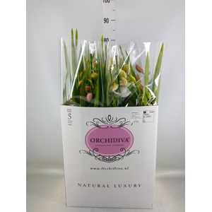 Cymbidium   ...mix
