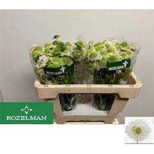 SCAB AT F SCOOP WHIT