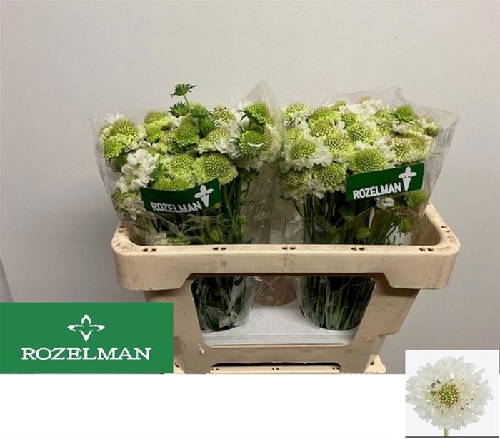 <h4>SCAB AT F SCOOP WHIT</h4>