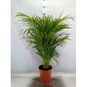Dypsis lutescens   ...Chrysalidoca
