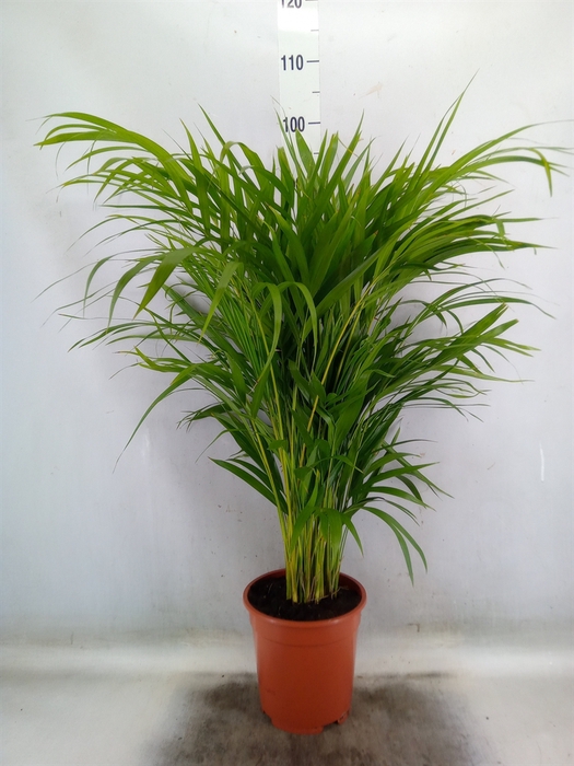 <h4>Dypsis lutescens   ...Chrysalidoca</h4>