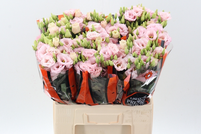 <h4>Eus G Lisanne L Pink</h4>
