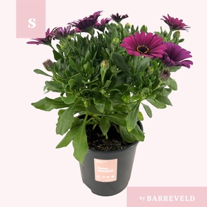 Osteospermum struik paars