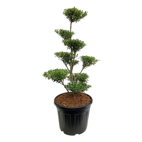 <h4>Ilex crenata 'Blondie'</h4>