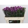 Aster Casarosa