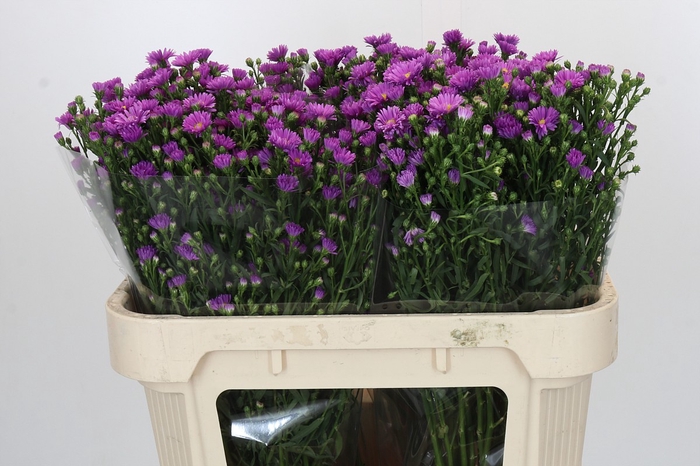 Aster Casarosa