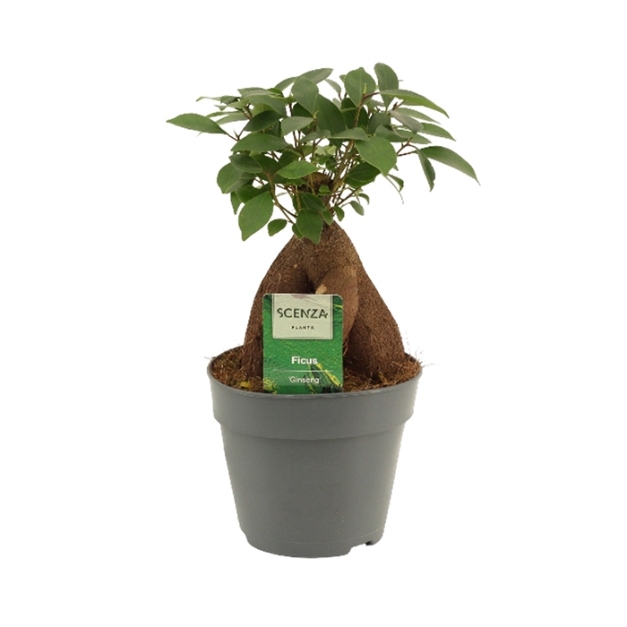 <h4>Ficus Ginseng 12 cm Retusa</h4>