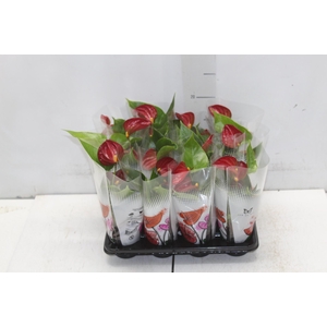 ANTHURIUM P06 VERMELHO
