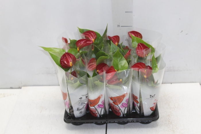 <h4>ANTHURIUM P06 VERMELHO</h4>