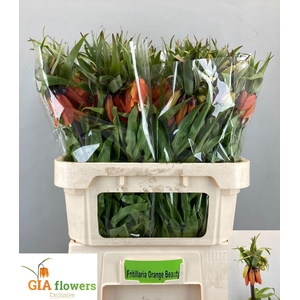 FRIT IM ORANGE BEAUT