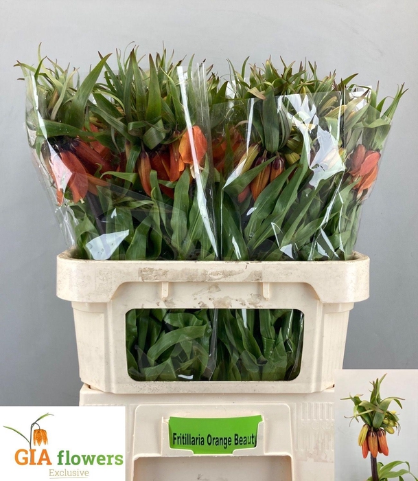 <h4>FRIT IM ORANGE BEAUT</h4>