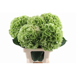 Hydr Verena Classic Green 65 cm Vicini