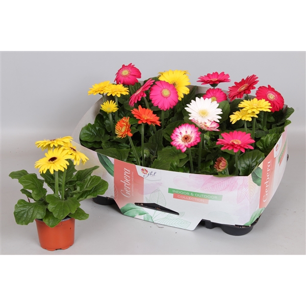 <h4>Gerbera Colourgame Garden mix 22-25</h4>