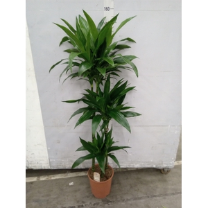 Dracaena frag. 'Janet Craig'