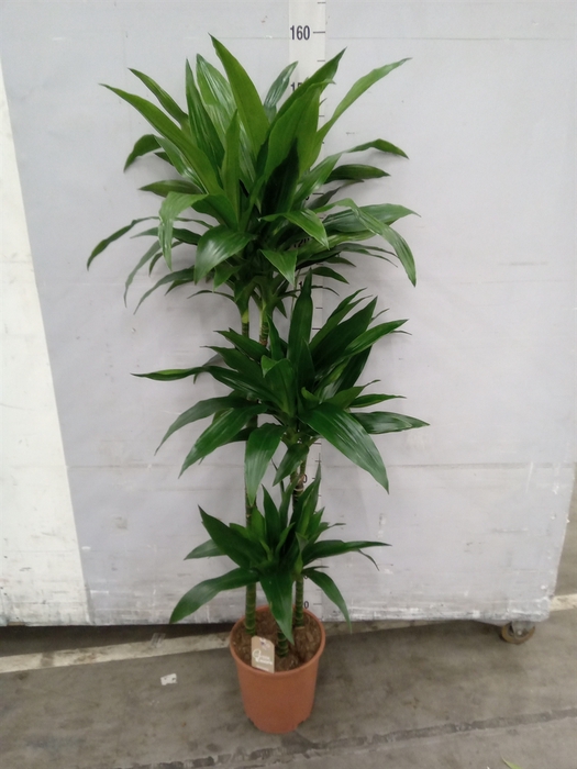 <h4>Dracaena frag. 'Janet Craig'</h4>