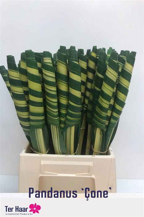 <h4>Pandanus Cone (rd)</h4>