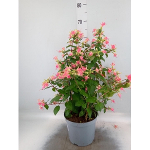 Fuchsia  'Walz Jubelteen'