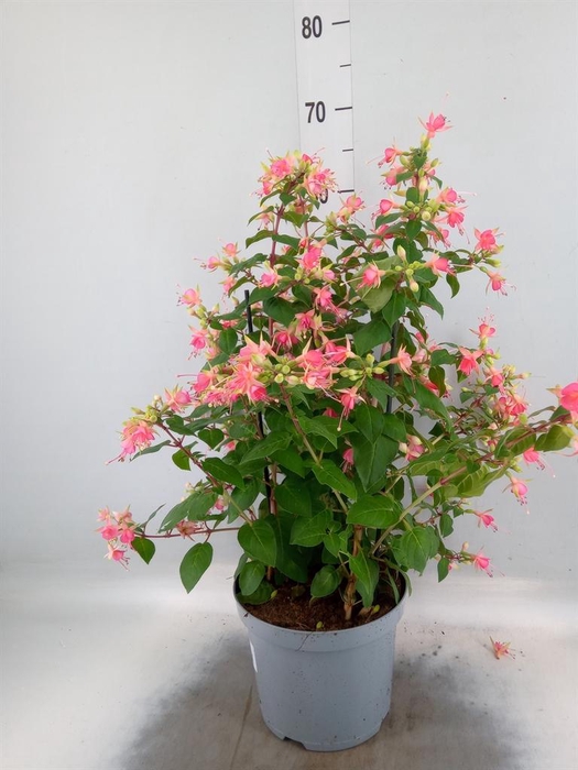 Fuchsia  'Walz Jubelteen'