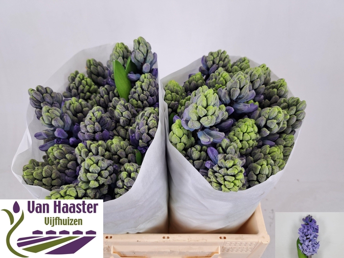 <h4>HYAC DELFT BLUE</h4>